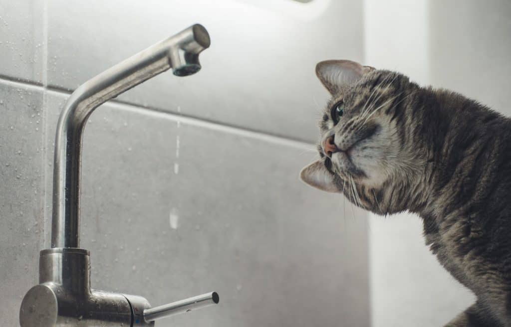 Faucet and Cat