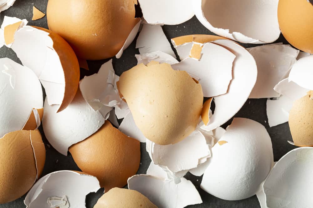 Are Eggshells OK In The Garbage Disposal