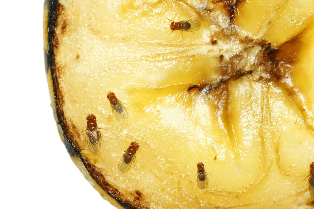 How To Get Rid Of Fruit Flies In The Garbage Disposal